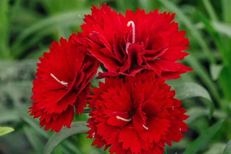 Mỗi một màu sắc của hoa cẩm chướng là đại diện cho một ý nghĩa sâu xa.