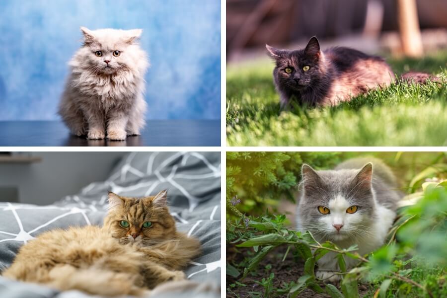 Mèo Ald nổi bật với bộ lông dài, dày, xù, màu sắc phong phú.