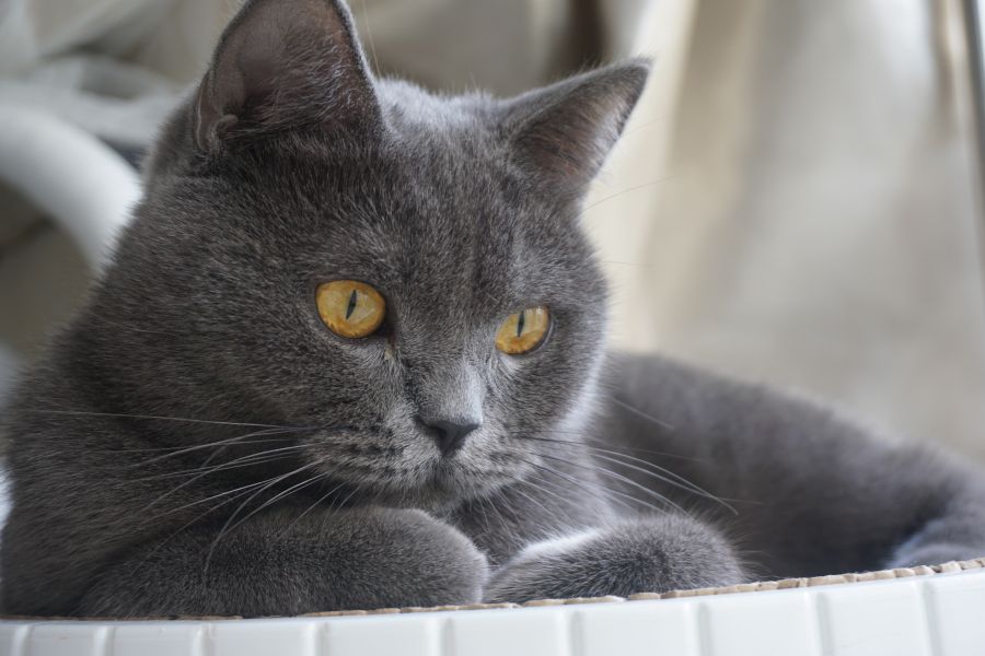 Màu mắt phổ biến của giống mèo anh lông ngắn thuần chủng là màu vàng đồng.