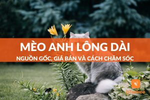 mèo anh lông dài