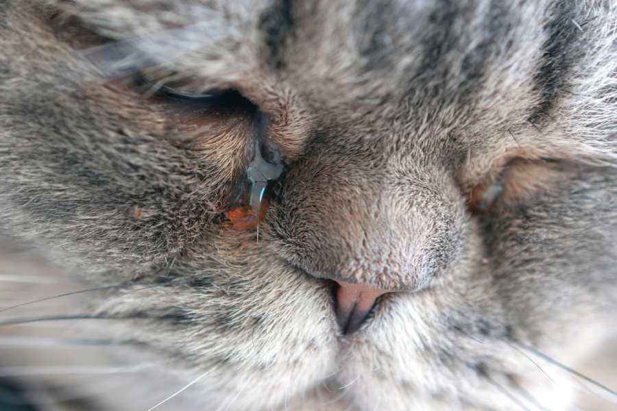 Mèo nhiễm giun sán hoặc các loại ký sinh trùng gây nên tình trạng chảy nước mắt.