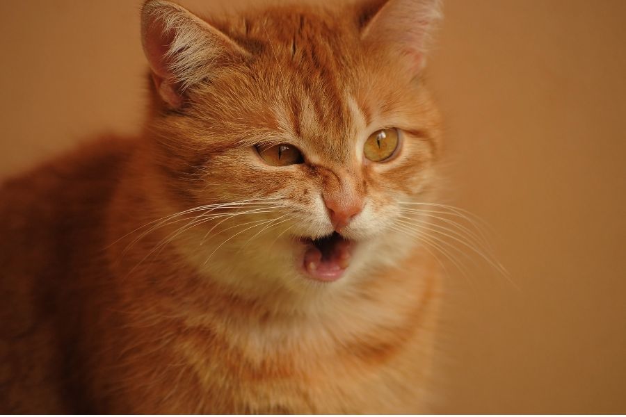 Viêm mũi hoặc viêm xoang có thể là nguyên nhân chính gây mèo bị hắt xì hơi.