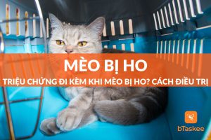 mèo bị ho