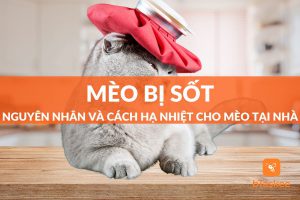 mèo bị sốt