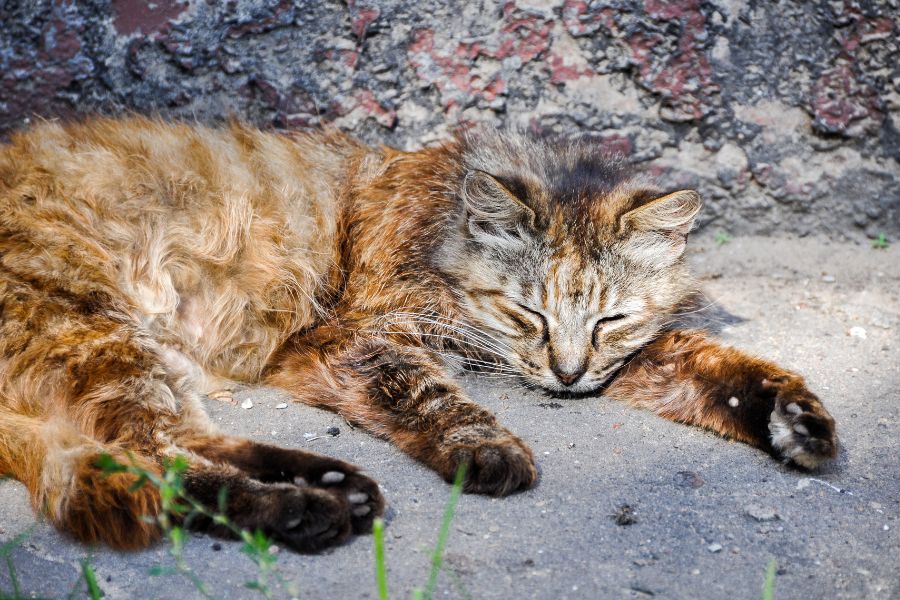 Không gian sống ô nhiễm, không được vệ sinh, khử khuẩn đúng cách có thể khiến mèo bị sốt.