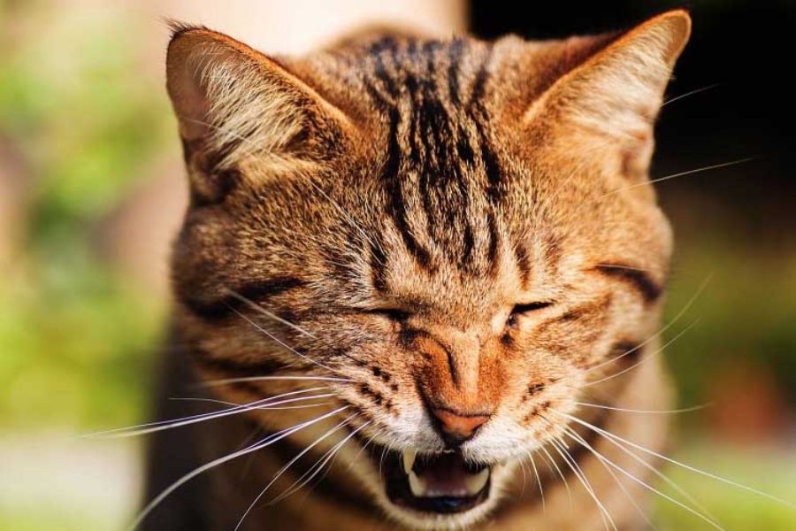 Trong một số trường hợp, mèo bị sốt thường hắt xì, sổ mũi liên tục.