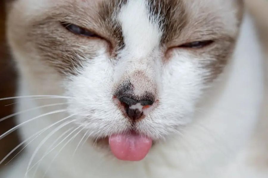 Mèo bị sưng môi dưới do bị dị ứng với thời tiết, đồ ăn,...