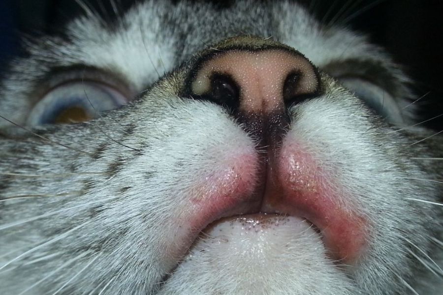 Mèo bị nổi mụn trứng ác cũng có thể bị sưng môi dưới.