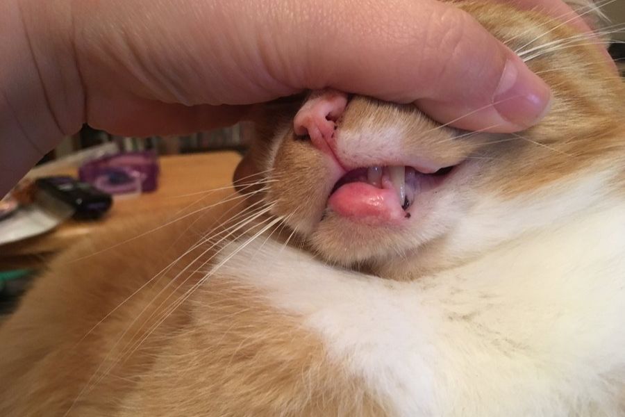 Mèo bị nhiễm trùng răng gây sưng môi dưới.