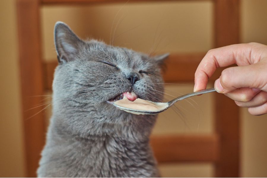 Thức ăn, nước uống không đảm bảo vệ sinh khiến mèo bị sưng môi dưới.