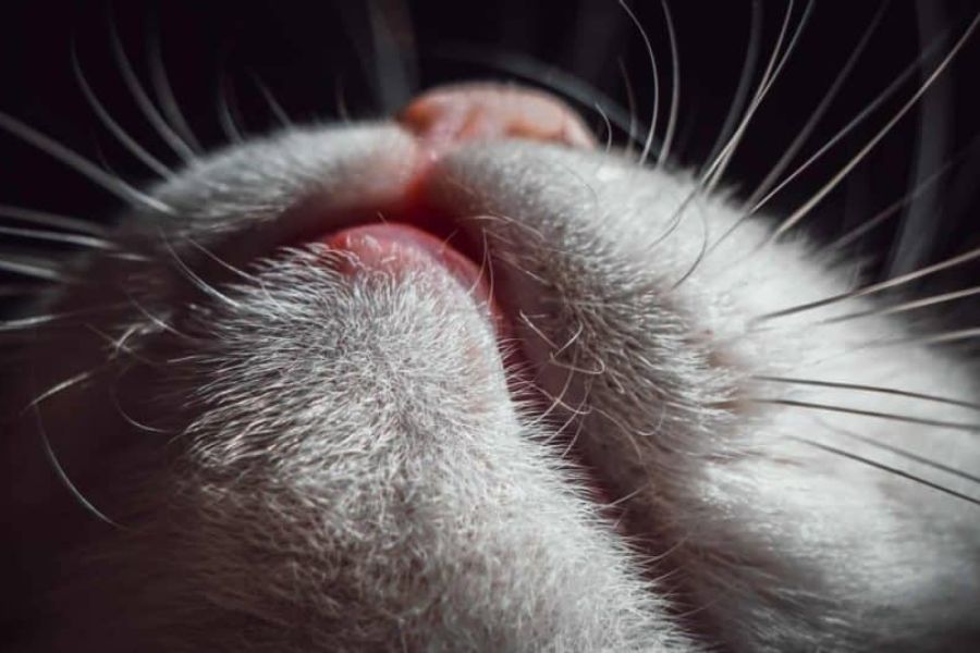 U và ung thư là tác nhân khiến mèo bị sưng môi dưới.