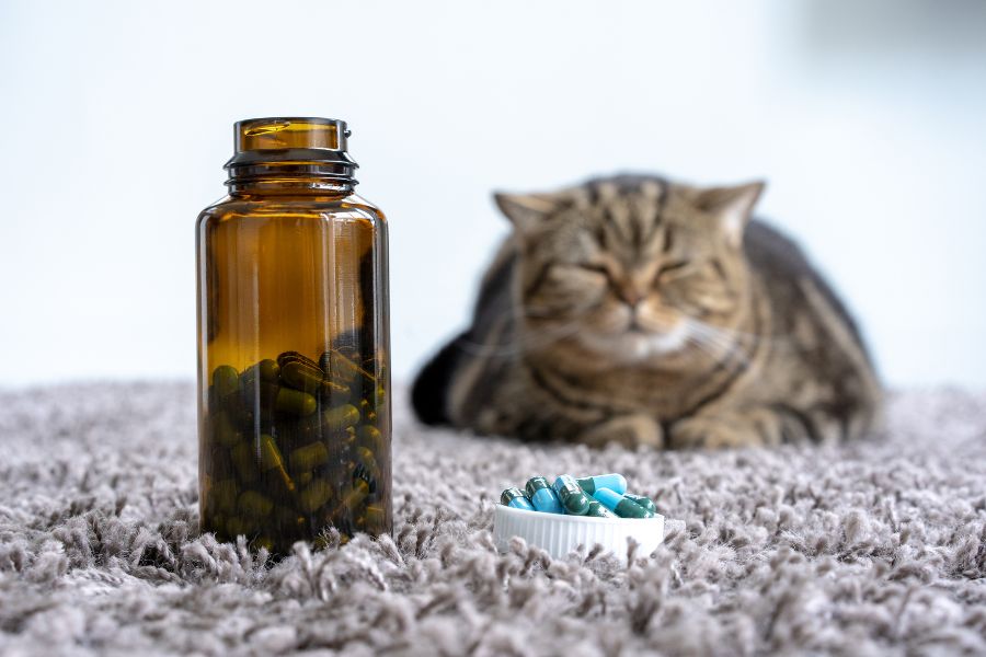 Bạn không nên tự ý dùng thuốc điều trị tiêu cho người sử dụng cho mèo đi ngoài lỏng mà không có sự theo dõi của bác sĩ.