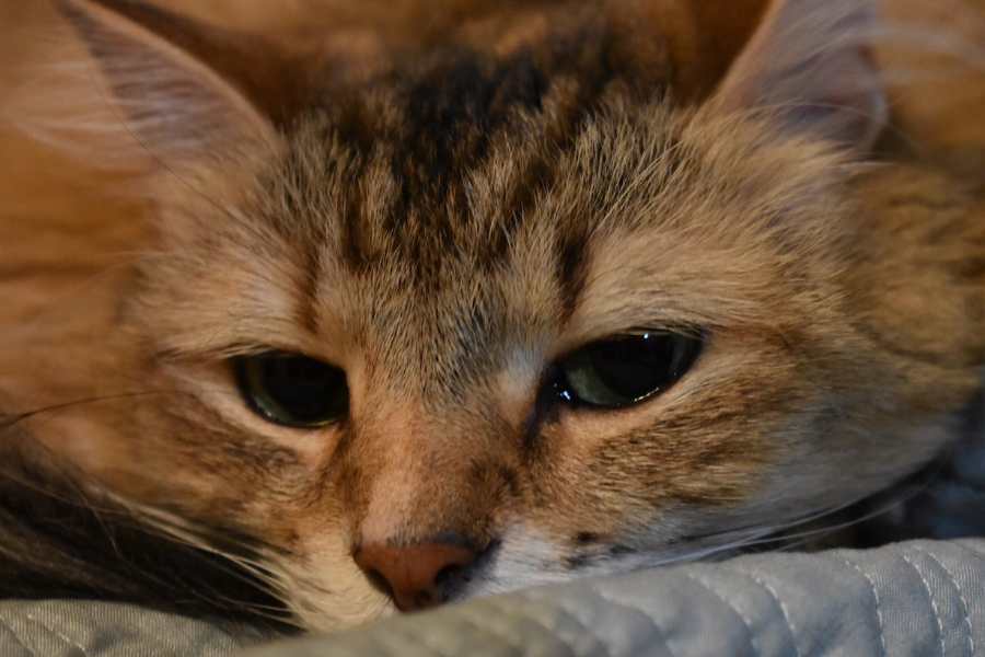 Mô xung quanh mắt mèo đỏ, đây có thể là biểu hiện của bệnh viêm kết mạc.
