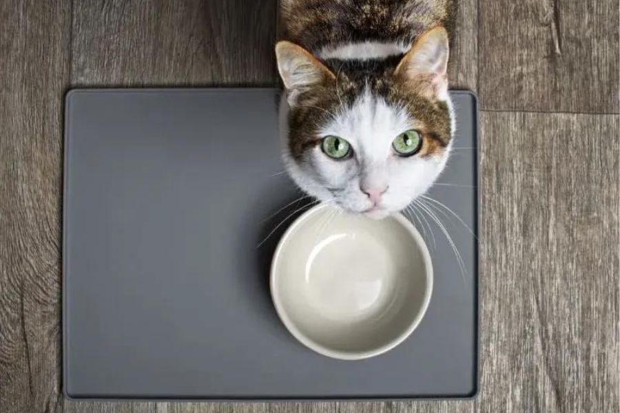 Mèo bỏ ăn do thức ăn không phù hợp, môi trường không sạch sẽ, đến thời kỳ động dục.