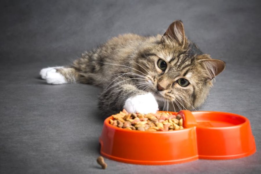 Mèo bỏ ăn có thể vì vấn đề về sức khỏe.