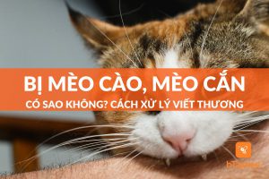 mèo cắn có sao không