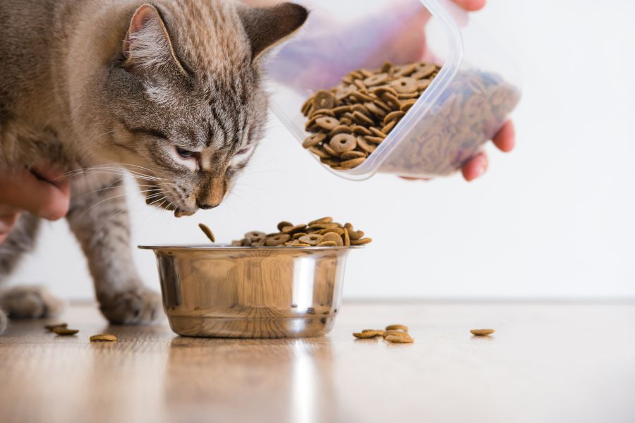 Chuẩn bị một chế độ ăn giàu chất béo và có nhiều protein cần thiết cho mèo.