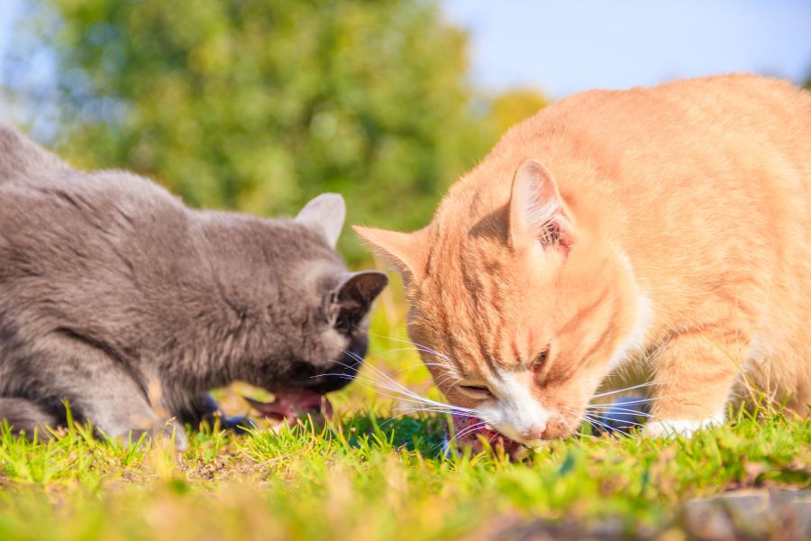 Khẩu phần ăn của mèo nhiều hơn khẩu phần thông thường gấp 2 - 3 lần.