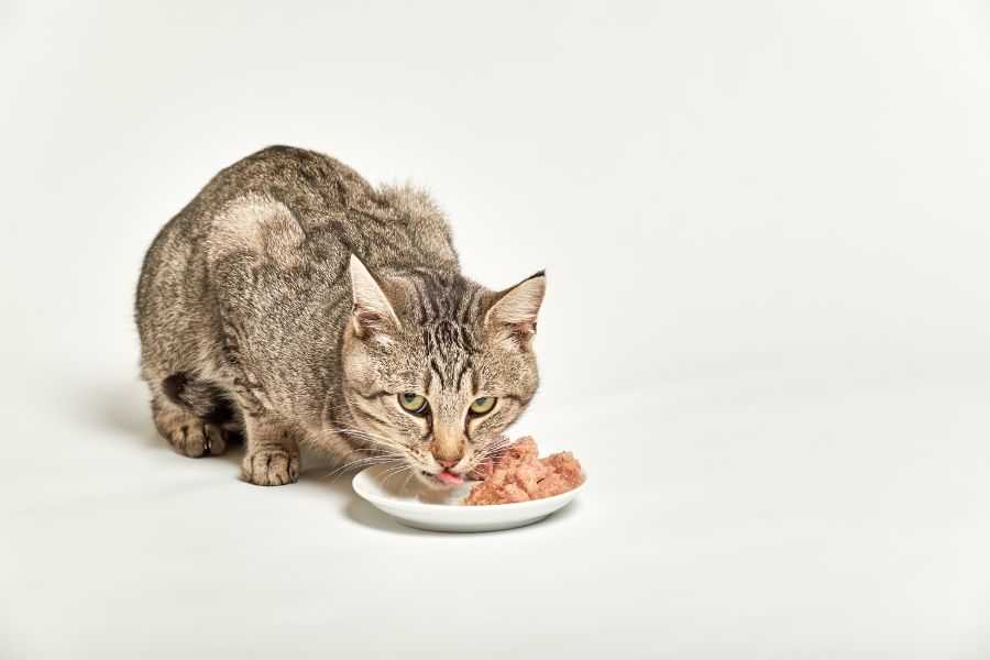 Mèo mang thai thường ăn ít vì mèo con trong bụng chèn ép lên dạ dày.