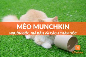 mèo munchkin