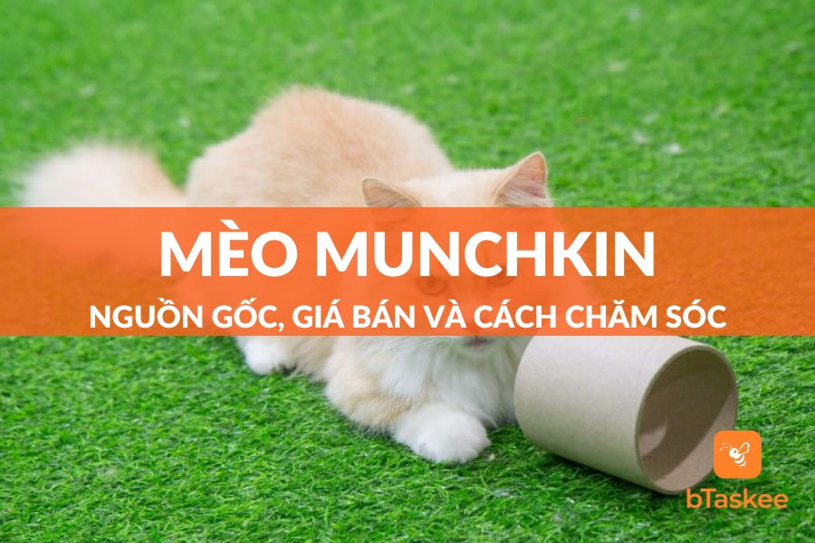 mèo munchkin