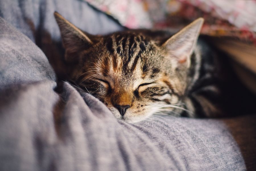 Mèo hít phải khí độc khiến chúng ngủ nhiều hơn bình thường.