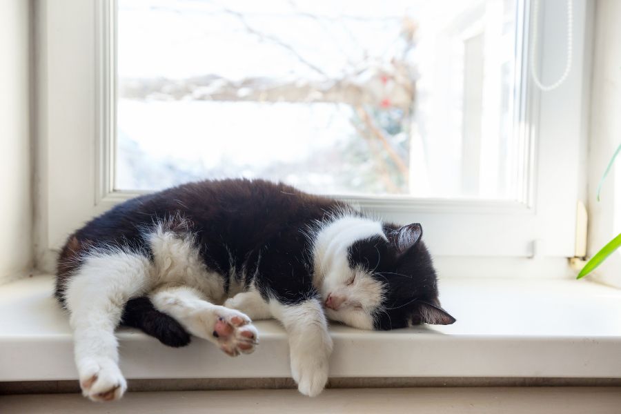 Mèo bị trầm cảm thường buồn chán, ngủ li bì cả ngày.