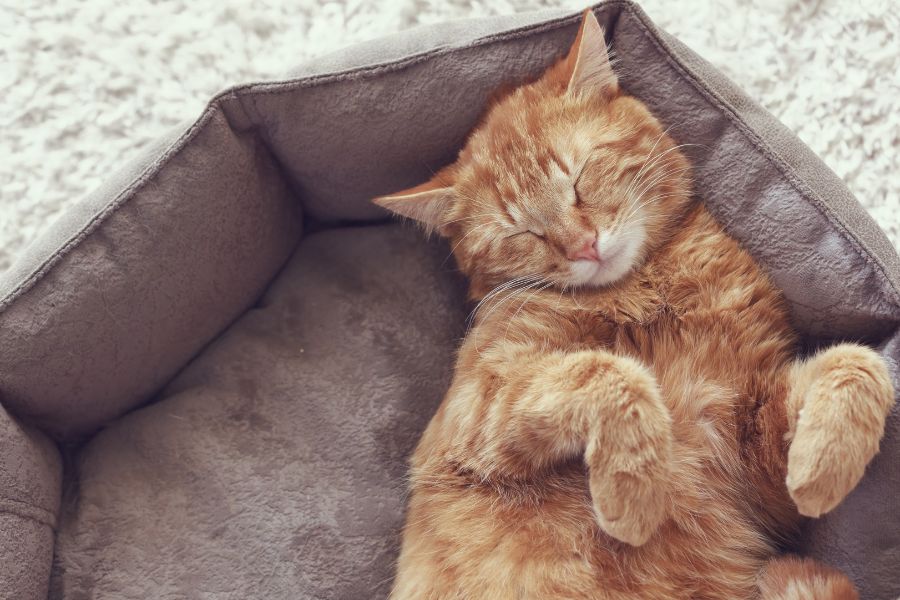Mèo bị bệnh tiểu đường mệt mỏi, sụt cân và có thói quen ngủ li bì suốt ngày.