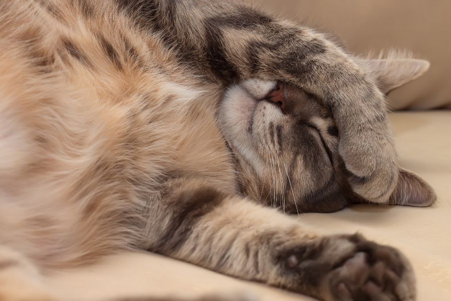 Mèo bị viêm khớp thường chọn ngủ cả ngày như một cách để quên đi cơn đau.
