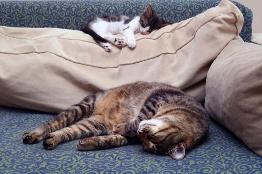 Thời gian ngủ của mèo phụ thuộc vào từng giai đoạn phát triển.