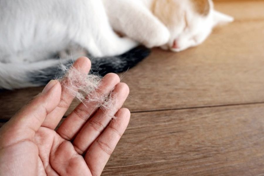 Mèo rụng lông là hiện tượng sinh lý xảy ra tự nhiên ở động vật có lông.