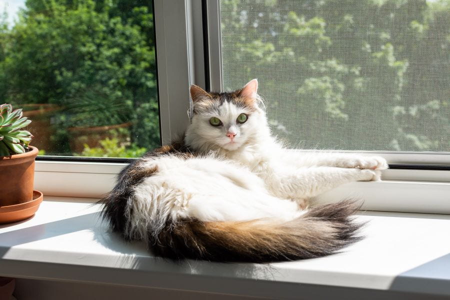 Tiếp xúc với ánh sáng mặt trời trong thời gian dài sẽ khiến mèo rụng lông nhiều hơn.