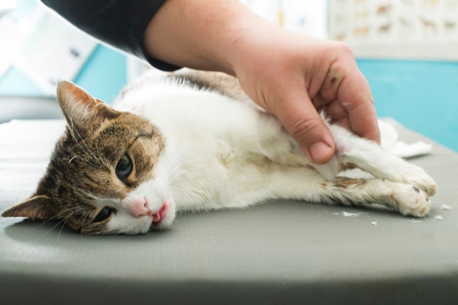 Mèo sắp đẻ cần chuẩn bị thức ăn cho mèo con và kế hoạch thăm khám bác sĩ thú y.