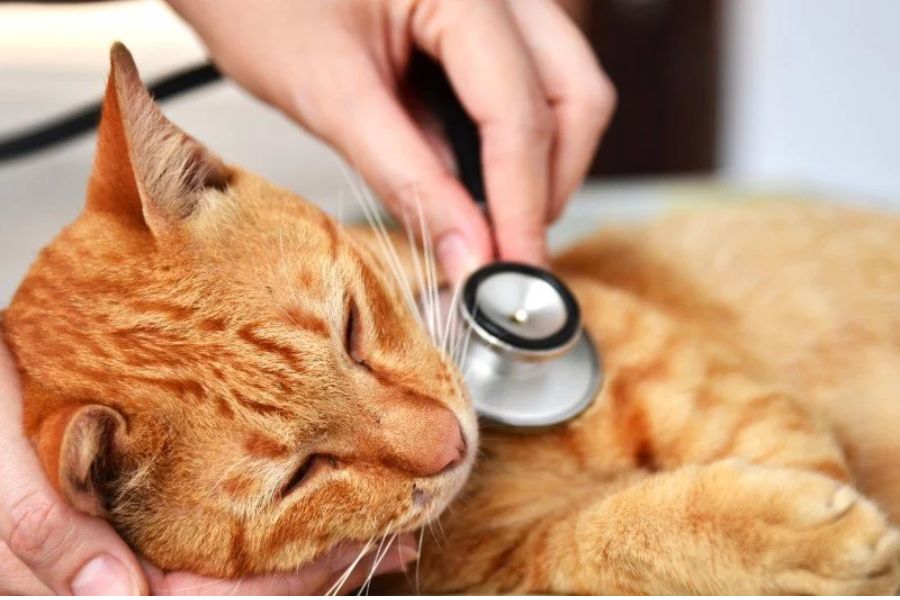 Mèo thở khò khè có thể là do nguyên nhân ung thư.
