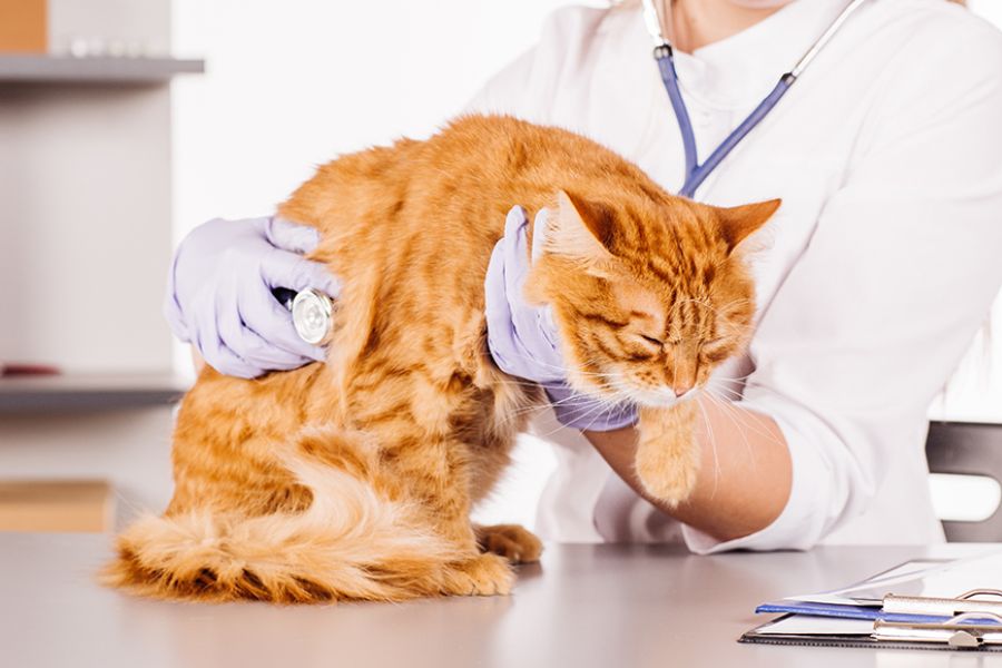 Viêm phổi là nguyên nhân gây ra tình trạng mèo thở khò khè.