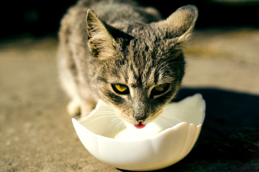 Bổ sung đủ nước giúp cân bằng lượng nước cho cơ thể mèo.