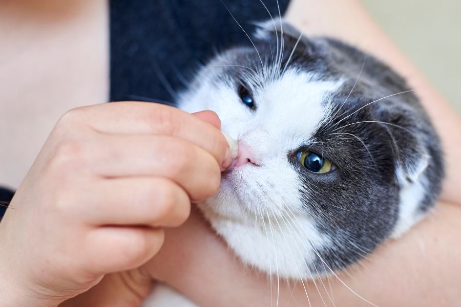 Làm sạch mũi bằng bông để hạn chế mèo thở khò khè.