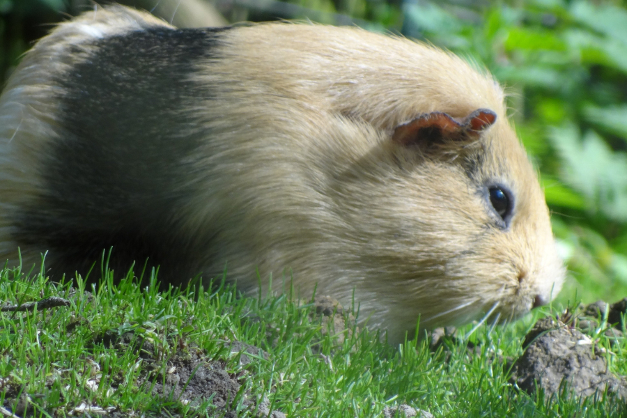 Thoạt nhìn, ngoại hình của Guinea Pig rất giống với chú lợn bị thu nhỏ.
