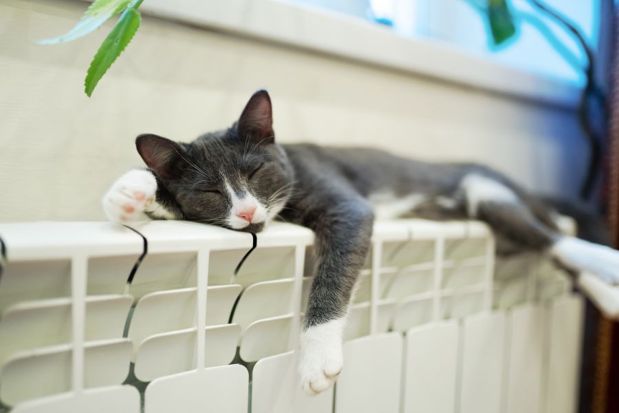 Giữ sự kiên nhẫn khi huấn luyện thói quen ăn - ngủ cho mèo.
