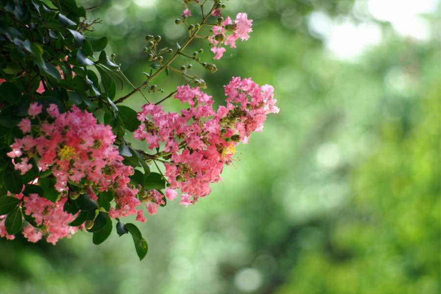 Hoa Tường Vi hay còn gọi là Tường Vi Nhật, là một loài hoa hồng bản địa của Đông Á.