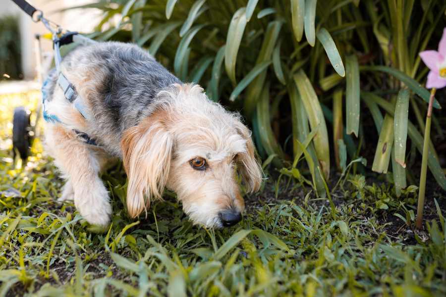 Chó Phốc lai Nhật được lai tạo từ 2 giống chó là chó Nhật lông xù và chó Phốc.