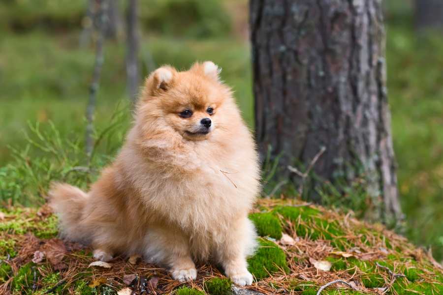 Phốc sóc hay còn được gọi là Chó Pomeranian (Pom) có nguồn gốc Châu Âu.
