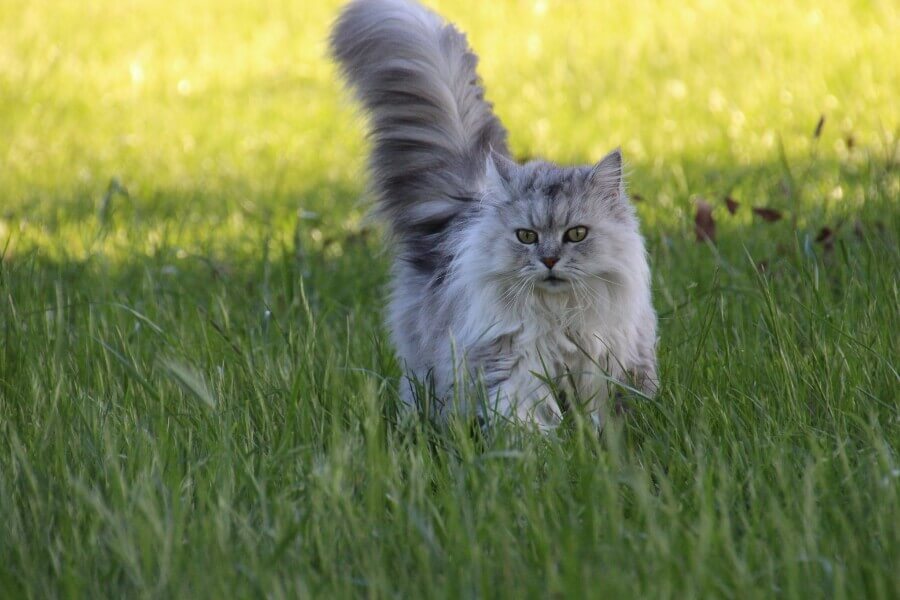 Mèo Anh lông dài xuất xứ từ Vương quốc Anh.