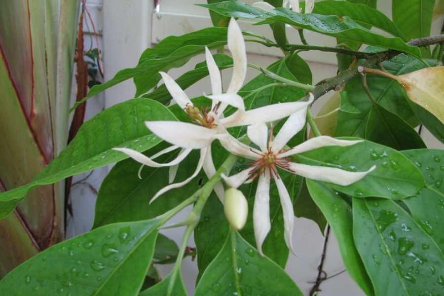 Cây Ngọc Lan hay còn gọi là sứ Ngọc Lan, là loài cây có nguồn gốc chính từ Ấn Độ.