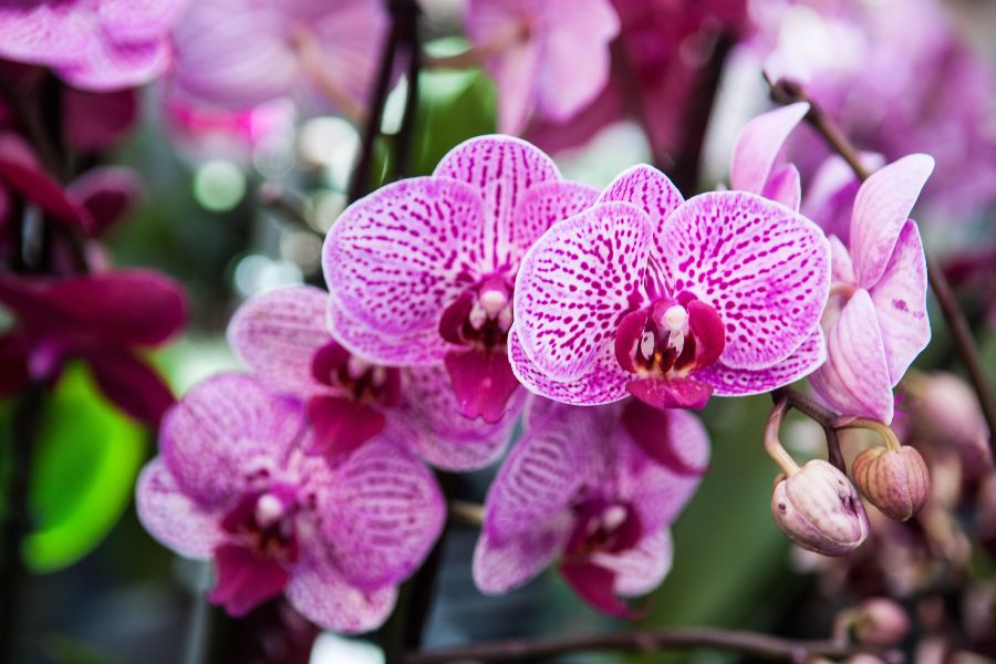 Hoa lan thuộc họ Orchidaceae, đây là một trong những họ lớn nhất của thực vật có hoa.