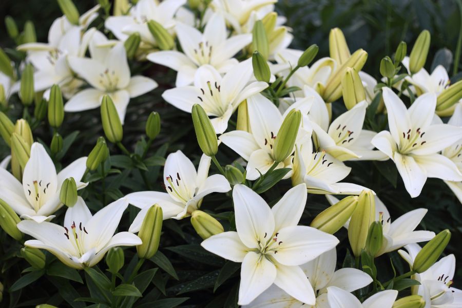 Hoa loa kèn có tên khoa học là Lilium Longiflorum, thuộc họ hành tỏi (Liliaceae). Có nguồn gốc từ Châu u.