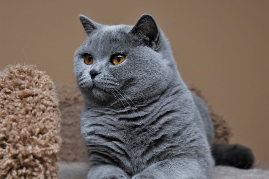 Mèo Bicolor là giống mèo có nguồn gốc từ Anh, được nhiều người yêu thích bởi vẻ ngoài đáng yêu.