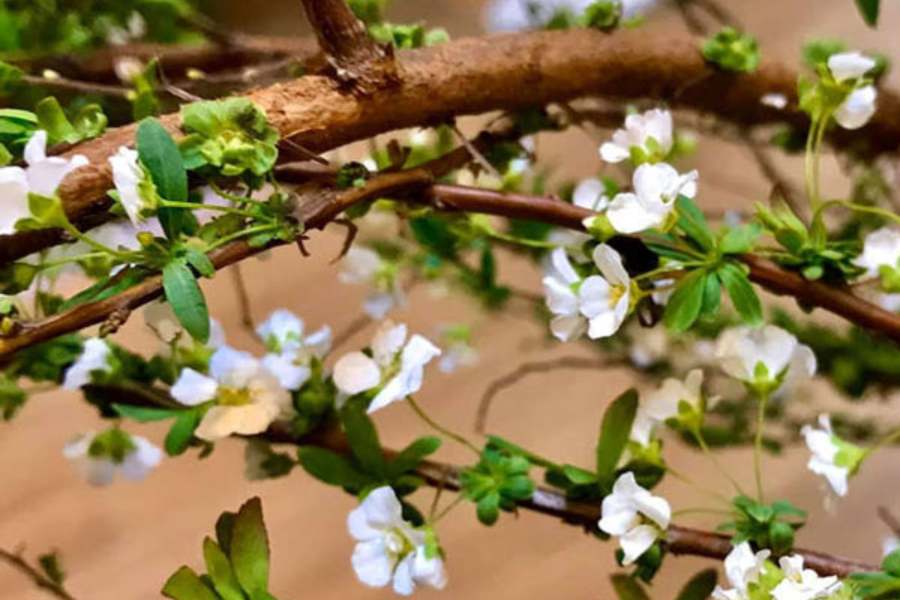 Cây hoa Tuyết Mai có thể thực hiện bằng cách nhân giống thông qua việc giâm cành hoặc gieo hạt.