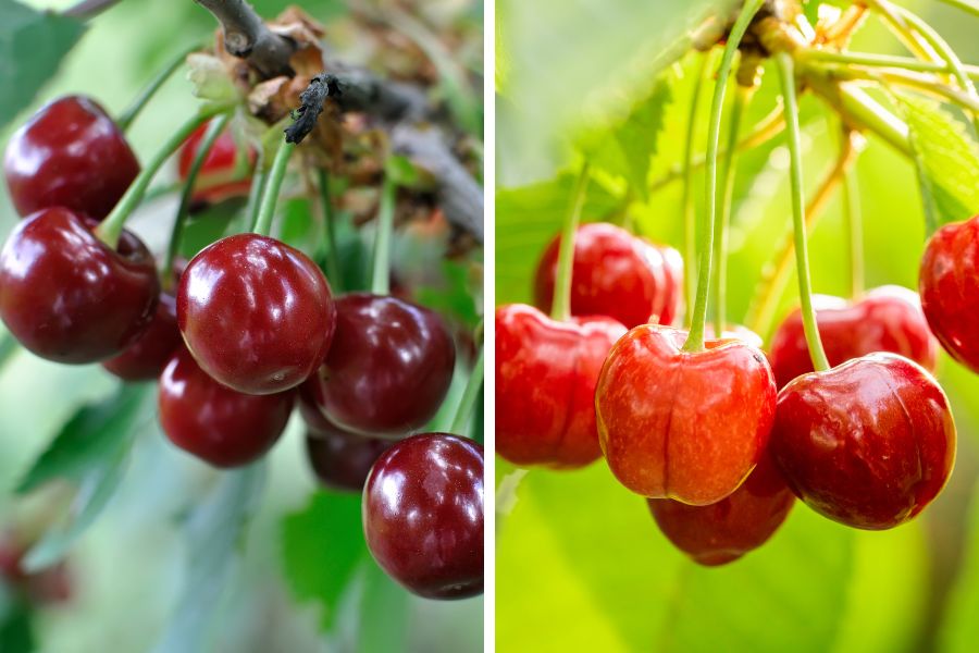 Cherry đen và Cherry đỏ là 2 loại phổ biến và được ưa chuộng nhất hiện nay.