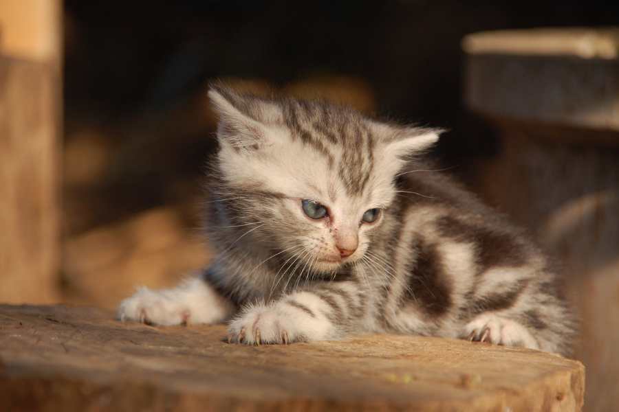 Mèo chảy nước mắt do có bất thường ở ống dẫn lệ khiến cho nước mắt dễ rơi.